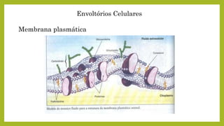 Envoltórios Celulares
Membrana plasmática
 