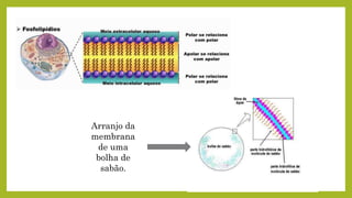 Arranjo da
membrana
de uma
bolha de
sabão.
 