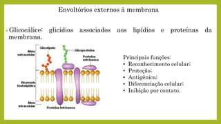 Envoltórios externos à membrana
Glicocálice: glicídios associados aos lipídios e proteínas da
membrana.
Principais funções:
• Reconhecimento celular;
• Proteção;
• Antigênica;
• Diferenciação celular;
• Inibição por contato.
 