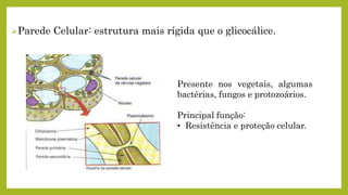 Parede Celular: estrutura mais rígida que o glicocálice.
Presente nos vegetais, algumas
bactérias, fungos e protozoários.
Principal função:
• Resistência e proteção celular.
 