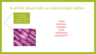 A célula observada ao microscópio óptico
Visualização
somente de
citoplasma, núcleo
e parede celular. Como
podemos
enxergar
estas
estruturas
coloridas???
 