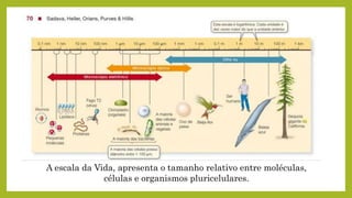 A escala da Vida, apresenta o tamanho relativo entre moléculas,
células e organismos pluricelulares.
 
