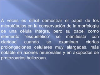 Citoequeleto y movilidad celular | PPT