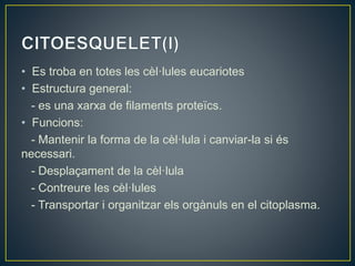 • Es troba en totes les cèl·lules eucariotes
• Estructura general:
- es una xarxa de filaments proteïcs.
• Funcions:
- Mantenir la forma de la cèl·lula i canviar-la si és
necessari.
- Desplaçament de la cèl·lula
- Contreure les cèl·lules
- Transportar i organitzar els orgànuls en el citoplasma.
 