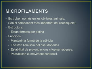 • Es troben només en les cèl·lules animals.
• Són el component més important del citoesquelet.
• Estructura:
- Estan formats per actina
• Funcions:
- Mantenir la forma de la cèl·lula
- Faciliten l’emissió del pseudòpodes.
- Estabilitat de prolongacions citoplsamàtiques.
- Possibiliten el moviment contràctil.
 