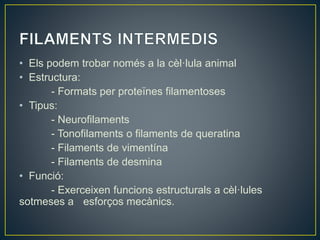 • Els podem trobar només a la cèl·lula animal
• Estructura:
- Formats per proteïnes filamentoses
• Tipus:
- Neurofilaments
- Tonofilaments o filaments de queratina
- Filaments de vimentína
- Filaments de desmina
• Funció:
- Exerceixen funcions estructurals a cèl·lules
sotmeses a esforços mecànics.
 