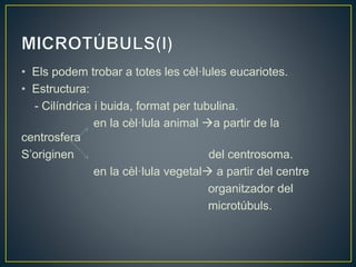 • Els podem trobar a totes les cèl·lules eucariotes.
• Estructura:
- Cilíndrica i buida, format per tubulina.
en la cèl·lula animal a partir de la
centrosfera
S’originen del centrosoma.
en la cèl·lula vegetal a partir del centre
organitzador del
microtúbuls.
 