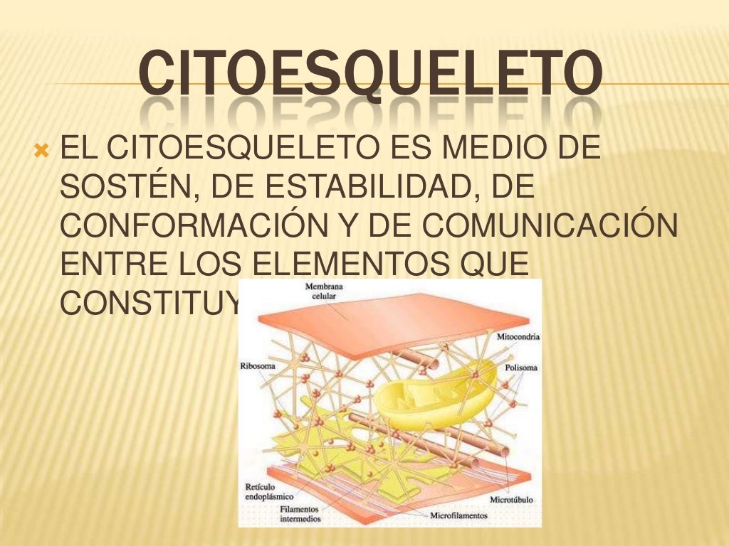 Pucrs Sobre O Citoesqueleto é Correto Afirmar Que