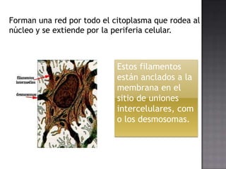 Forman una red por todo el citoplasma que rodea al
núcleo y se extiende por la periferia celular.

Estos filamentos
están anclados a la
membrana en el
sitio de uniones
intercelulares, com
o los desmosomas.

 