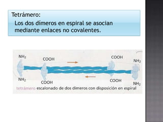Tetrámero:
Los dos dímeros en espiral se asocian
mediante enlaces no covalentes.

 