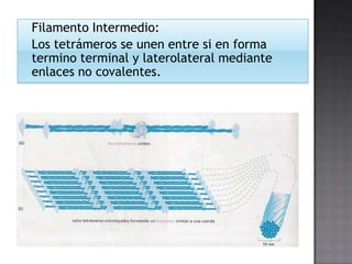 Filamento Intermedio:
Los tetrámeros se unen entre si en forma
termino terminal y laterolateral mediante
enlaces no covalentes.

 