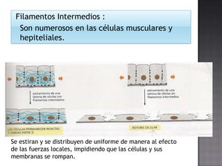Filamentos Intermedios :
Son numerosos en las células musculares y
hepiteliales.

Se estiran y se distribuyen de uniforme de manera al efecto
de las fuerzas locales, impidiendo que las células y sus
membranas se rompan.

 