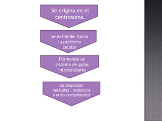 Se origina en el
centrosoma.

se extiende hacia
la periferia
celular
Formando un
sistema de guías
intracelulares
Se desplazan
vesículas , orgánulos
y otros componentes

 