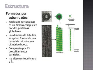 Formados por
subunidades:








Moléculas de tubulina:
es un dímero compuesto
por dos proteínas
globulares.
Los dimeros de tubulina
se apilan formando una
pared de microtubulo
cilindrico hueco.
Compuesta por 13
protofilamentos
paralelos.
se alternan tubulinas α
y β.

 