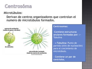 Microtúbulos:
Derivan de centros organizadores que controlan el
numero de microtúbulos formados.
Centrosomas:
-Contiene estructuras
anulares formadas por: ɣTubulina

- ɣ-Tubulina: Punto de
partida (sitio de nucleación)
para el crecimiento de
microtúbulo.
- Contiene un par de
centriolos.

 