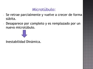Microtúbulo:
-

Se retrae parcialmente y vuelve a crecer de forma
súbita.
Desaparece por completo y es remplazado por un
nuevo microtúbulo.

Inestabilidad Dinámica.

 