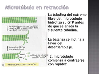 -

La tubulina del extremo
libre del microtubulo
hidroliza su GTP antes
de que se añada la
siguiente tubulina.

-

La balanza se inclina a
favor del
desensamblaje.

- El microtúbulo
comienza a contraerse
con rapidez

 