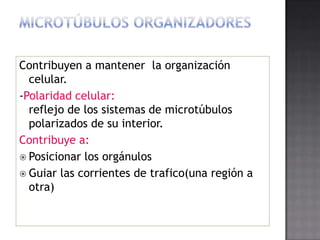 Contribuyen a mantener la organización
celular.
-Polaridad celular:
reflejo de los sistemas de microtúbulos
polarizados de su interior.
Contribuye a:
 Posicionar los orgánulos
 Guiar las corrientes de trafico(una región a
otra)

 
