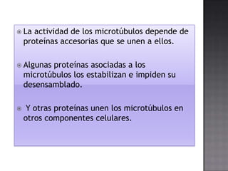  La

actividad de los microtúbulos depende de
proteínas accesorias que se unen a ellos.

 Algunas

proteínas asociadas a los
microtúbulos los estabilizan e impiden su
desensamblado.



Y otras proteínas unen los microtúbulos en
otros componentes celulares.

 