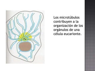 Los microtúbulos
contribuyen a la
organización de los
orgánulos de una
célula eucarionte.

 