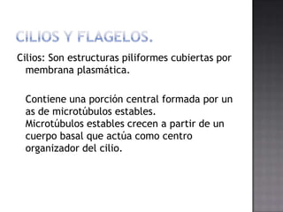 Cilios: Son estructuras piliformes cubiertas por
membrana plasmática.
Contiene una porción central formada por un
as de microtúbulos estables.
Microtúbulos estables crecen a partir de un
cuerpo basal que actúa como centro
organizador del cilio.

 