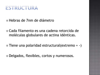  Hebras

de 7nm de diámetro

 Cada

filamento es una cadena retorcida de
moléculas globulares de actina idénticas.

 Tiene

una polaridad estructural(extremo + -)

 Delgados,

flexibles, cortos y numerosos.

 