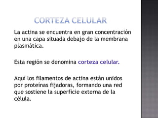 La actina se encuentra en gran concentración
en una capa situada debajo de la membrana
plasmática.
Esta región se denomina corteza celular.
Aquí los filamentos de actina están unidos
por proteínas fijadoras, formando una red
que sostiene la superficie externa de la
célula.

 