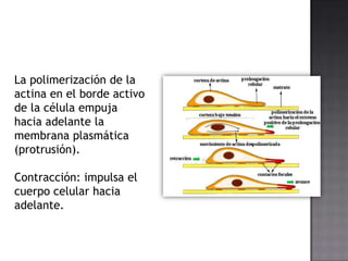 La polimerización de la
actina en el borde activo
de la célula empuja
hacia adelante la
membrana plasmática
(protrusión).
Contracción: impulsa el
cuerpo celular hacia
adelante.

 