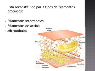 Esta reconstituido por 3 tipos de filamentos
proteicos:




Filamentos intermedios
Filamentos de actina
Microtúbulos

 