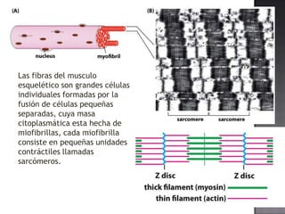 Las fibras del musculo
esquelético son grandes células
individuales formadas por la
fusión de células pequeñas
separadas, cuya masa
citoplasmática esta hecha de
miofibrillas, cada miofibrilla
consiste en pequeñas unidades
contráctiles llamadas
sarcómeros.

 