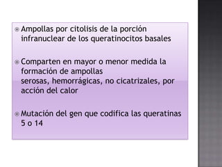  Ampollas

por citolisis de la porción
infranuclear de los queratinocitos basales

 Comparten

en mayor o menor medida la
formación de ampollas
serosas, hemorrágicas, no cicatrizales, por
acción del calor

 Mutación

5 o 14

del gen que codifica las queratinas

 