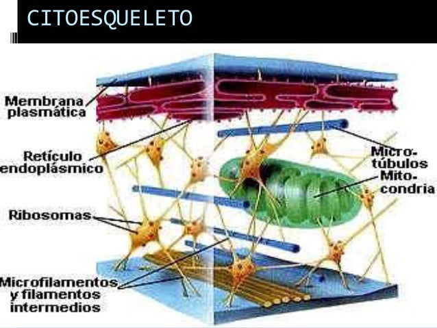 Resultado de imagen para CITOESQUELETO
