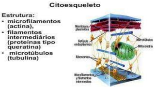 Citoesqueleto