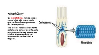 microtúbulos
Os microtúbulos (tubos ocos e
compridos) são maiores do
que os demais componentes
do citoesqueleto.
São eles os responsáveis tanto
pela forma celular quanto pela
movimentação que ocorre nas
células. Agem também na
movimentação dos cílios e
flagelos.
 
