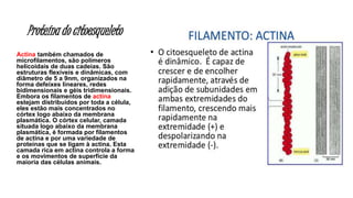 Proteína do citoesqueleto
Actina também chamados de
microfilamentos, são polímeros
helicoidais de duas cadeias. São
estruturas flexíveis e dinâmicas, com
diâmetro de 5 a 9nm, organizados na
forma defeixes lineares, redes
bidimensionais e géis tridimensionais.
Embora os filamentos de actina
estejam distribuídos por toda a célula,
eles estão mais concentrados no
córtex logo abaixo da membrana
plasmática. O córtex celular, camada
situada logo abaixo da membrana
plasmática, é formada por filamentos
de actina e por uma variedade de
proteínas que se ligam à actina. Esta
camada rica em actina controla a forma
e os movimentos de superfície da
maioria das células animais.
 