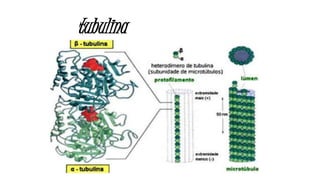 tubulina
 