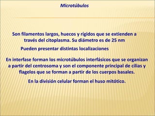 Microtúbulos
Son filamentos largos, huecos y rígidos que se extienden a
través del citoplasma. Su diámetro es de 25 nm
Pueden presentar distintas localizaciones
En interfase forman los microtúbulos interfásicos que se organizan
a partir del centrosoma y son el componente principal de cilias y
flagelos que se forman a partir de los cuerpos basales.
En la división celular forman el huso mitótico.
 