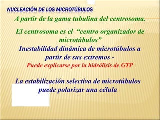 NUCLEACIÓN DE LOS MICROTÚBULOS
A partir de la gama tubulina del centrosoma.
El centrosoma es el “centro organizador de
microtúbulos”
Inestabilidad dinámica de microtúbulos a
partir de sus extremos -
Puede explicarse por la hidrólisis de GTP
La estabilización selectiva de microtúbulos
puede polarizar una célula
 