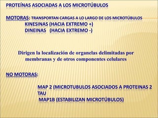 PROTEÍNAS ASOCIADAS A LOS MICROTÚBULOS
MOTORAS: TRANSPORTAN CARGAS A LO LARGO DE LOS MICROTÚBULOS
KINESINAS (HACIA EXTREMO +)
DINEINAS (HACIA EXTREMO -)
NO MOTORAS:
MAP 2 (MICROTUBULOS ASOCIADOS A PROTEINAS 2
TAU
MAP1B (ESTABILIZAN MICROTÚBULOS)
Dirigen la localización de organelas delimitadas por
membranas y de otros componentes celulares
 