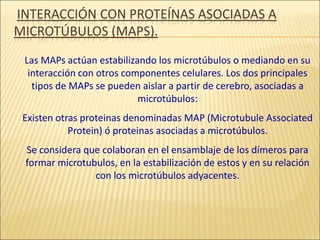 INTERACCIÓN CON PROTEÍNAS ASOCIADAS A
MICROTÚBULOS (MAPS).
Las MAPs actúan estabilizando los microtúbulos o mediando en su
interacción con otros componentes celulares. Los dos principales
tipos de MAPs se pueden aislar a partir de cerebro, asociadas a
microtúbulos:
Existen otras proteinas denominadas MAP (Microtubule Associated
Protein) ó proteinas asociadas a microtúbulos.
Se considera que colaboran en el ensamblaje de los dímeros para
formar microtubulos, en la estabilización de estos y en su relación
con los microtúbulos adyacentes.
 