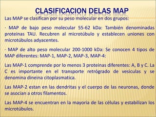 CLASIFICACION DELAS MAP
Las MAP se clasifican por su peso molecular en dos grupos:
· MAP de bajo peso molecular 55-62 kDa: También denominadas
proteinas TAU. Recubren al microtúbulo y establecen uniones con
microtúbulos adyacentes.
· MAP de alto peso molecular 200-1000 kDa: Se conocen 4 tipos de
MAP diferentes: MAP-1, MAP-2, MAP-3, MAP-4:
Las MAP-1 comprende por lo menos 3 proteinas diferentes: A, B y C. La
C es importante en el transporte retrógrado de vesiculas y se
denomina dineina citoplasmatica.
Las MAP-2 estan en las dendritas y el cuerpo de las neuronas, donde
se asocian a otros filamentos.
Las MAP-4 se encuentran en la mayoria de las células y estabilizan los
microtúbulos.
 