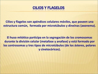 CILIOS Y FLAGELOS
Cilios y flagelos son apéndices celulares móviles, que poseen una
estructura común, formada por microtúbulos y dineínas (axonema).
El huso mitótico participa en la segregación de los cromosomas
durante la división celular (metafase y anafase) y está formado por
los centrosomas y tres tipos de microtúbulos (de los ásteres, polares
y cinetocóricos).
 