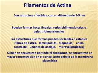Filamentos de Actina
Si bien se encuentran por todo el citoplasma, se encuentran en
mayor concentración en el cortex, justo debajo de la membrana
plasmática
Son estructuras flexibles, con un diámetro de 5-9 nm
Pueden formar haces lineales, redes bidimensionales o
geles tridimensionales
Las estructuras que forman pueden ser lábiles o estables
(fibras de estrés, lamelipodios, filopodios, anillo
contráctil, uniones de anclaje, microvellosidades)
 