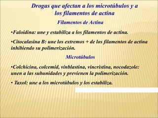 Filamentos de Actina
•Faloidina: une y estabiliza a los filamentos de actina.
•Citocalasina B: une los extremos + de los filamentos de actina
inhibiendo su polimerización.
•Colchicina, colcemid, vinblastina, vincristina, nocodazole:
unen a las subunidades y previenen la polimerización.
• Taxol: une a los microtúbulos y los estabiliza.
Drogas que afectan a los microtúbulos y a
los filamentos de actina
Microtúbulos
 