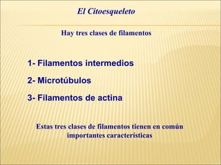 El Citoesqueleto
1- Filamentos intermedios
2- Microtúbulos
3- Filamentos de actina
Hay tres clases de filamentos
Estas tres clases de filamentos tienen en común
importantes características
 