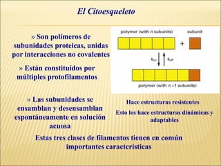 El Citoesqueleto
Estas tres clases de filamentos tienen en común
importantes características
» Son polímeros de
subunidades proteicas, unidas
por interacciones no covalentes
» Las subunidades se
ensamblan y desensamblan
espontáneamente en solución
acuosa
» Están constituídos por
múltiples protofilamentos
Esto los hace estructuras dinámicas y
adaptables
Hace estructuras resistentes
 