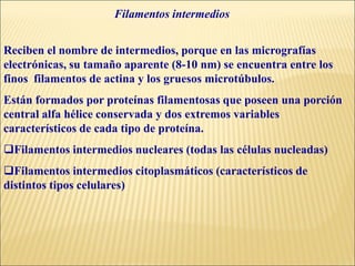 Filamentos intermedios
Reciben el nombre de intermedios, porque en las micrografías
electrónicas, su tamaño aparente (8-10 nm) se encuentra entre los
finos filamentos de actina y los gruesos microtúbulos.
Están formados por proteínas filamentosas que poseen una porción
central alfa hélice conservada y dos extremos variables
característicos de cada tipo de proteína.
Filamentos intermedios nucleares (todas las células nucleadas)
Filamentos intermedios citoplasmáticos (característicos de
distintos tipos celulares)
 