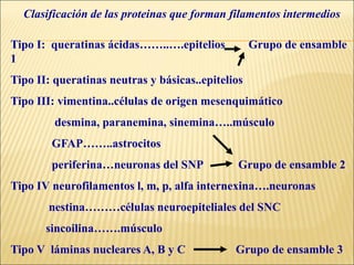 Clasificación de las proteinas que forman filamentos intermedios
Tipo I: queratinas ácidas……..….epitelios Grupo de ensamble
1
Tipo II: queratinas neutras y básicas..epitelios
Tipo III: vimentina..células de origen mesenquimático
desmina, paranemina, sinemina…..músculo
GFAP……..astrocitos
periferina…neuronas del SNP Grupo de ensamble 2
Tipo IV neurofilamentos l, m, p, alfa internexina….neuronas
nestina………células neuroepiteliales del SNC
sincoilina…….músculo
Tipo V láminas nucleares A, B y C Grupo de ensamble 3
 