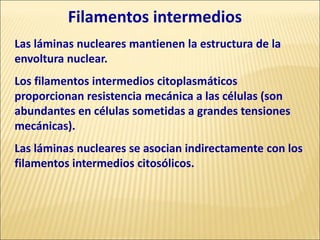 Filamentos intermedios
Las láminas nucleares mantienen la estructura de la
envoltura nuclear.
Los filamentos intermedios citoplasmáticos
proporcionan resistencia mecánica a las células (son
abundantes en células sometidas a grandes tensiones
mecánicas).
Las láminas nucleares se asocian indirectamente con los
filamentos intermedios citosólicos.
 