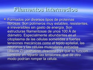 Filamentos intermediosFilamentos intermedios
 Formados por diversos tipos de proteínasFormados por diversos tipos de proteínas
fibrosas. Son polímeros muy estables, resistentes,fibrosas. Son polímeros muy estables, resistentes,
e irreversibles sin gasto de energía. Sone irreversibles sin gasto de energía. Son
estructuras filamentosas de unos 100 Å deestructuras filamentosas de unos 100 Å de
diámetro. Especialmente abundantes en eldiámetro. Especialmente abundantes en el
citoplasma de las células sometidas a fuertescitoplasma de las células sometidas a fuertes
tensiones mecánicas como el tejido epitelial, lastensiones mecánicas como el tejido epitelial, las
neuronas y las células musculares estriadasneuronas y las células musculares estriadas
(discos Z) (queratina, desmina ) ya que su función(discos Z) (queratina, desmina ) ya que su función
consiste enconsiste en repartir las tensionesrepartir las tensiones, que de otro, que de otro
modo podrían romper la célula.modo podrían romper la célula.
 